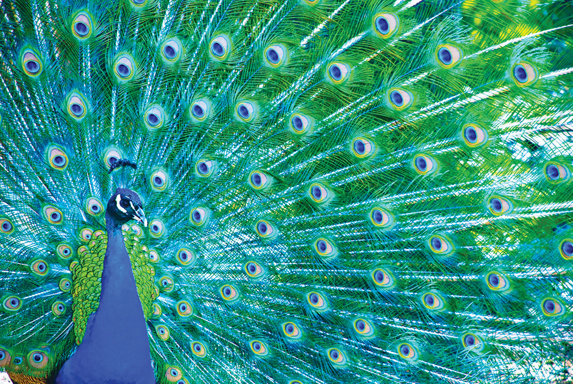 Montrez qui vous êtes en vert et bleu. Choisissez l’option Sea Glass de la gamme Polished pour éblouir vos visiteurs.