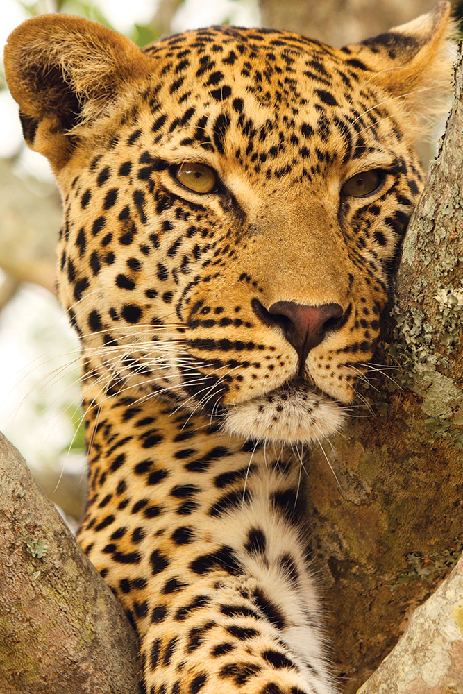 Faites preuve de courage. Découvrez l’option Whiskey Sour dans notre collection Glitz.